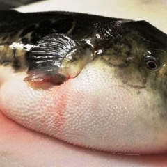 Quảng Ngãi: 6 người bị ngộ độc vì ăn cá nóc